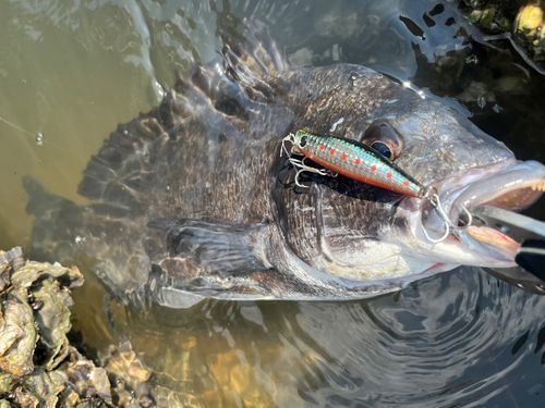 チヌの釣果