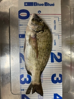 チヌの釣果