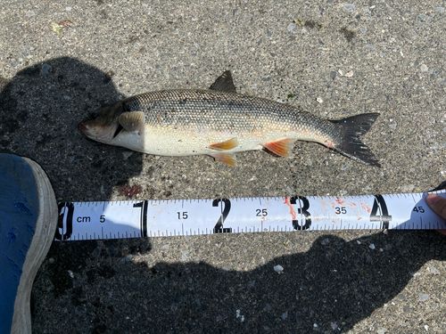 マルタウグイの釣果