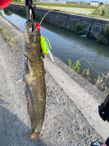 アメリカナマズの釣果