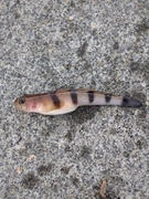 リュウグウハゼの釣果