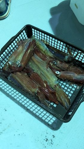 シロイカの釣果
