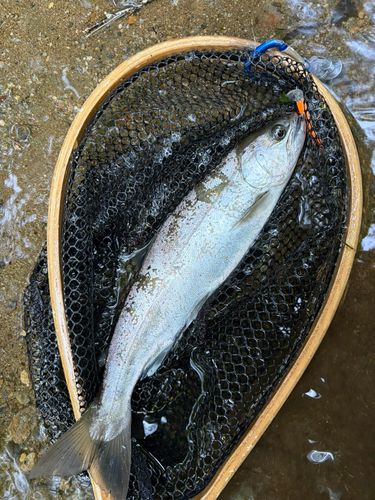 アマゴの釣果