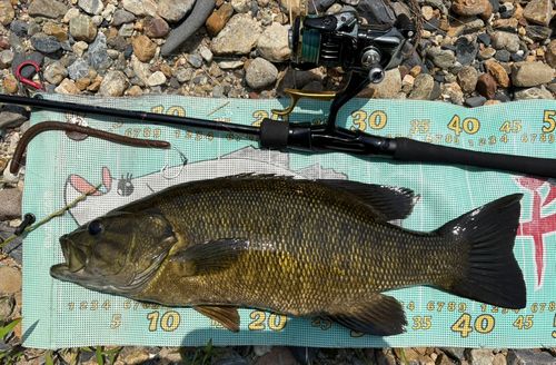 スモールマウスバスの釣果
