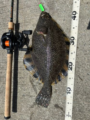 カワガレイの釣果