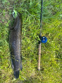 ライギョの釣果