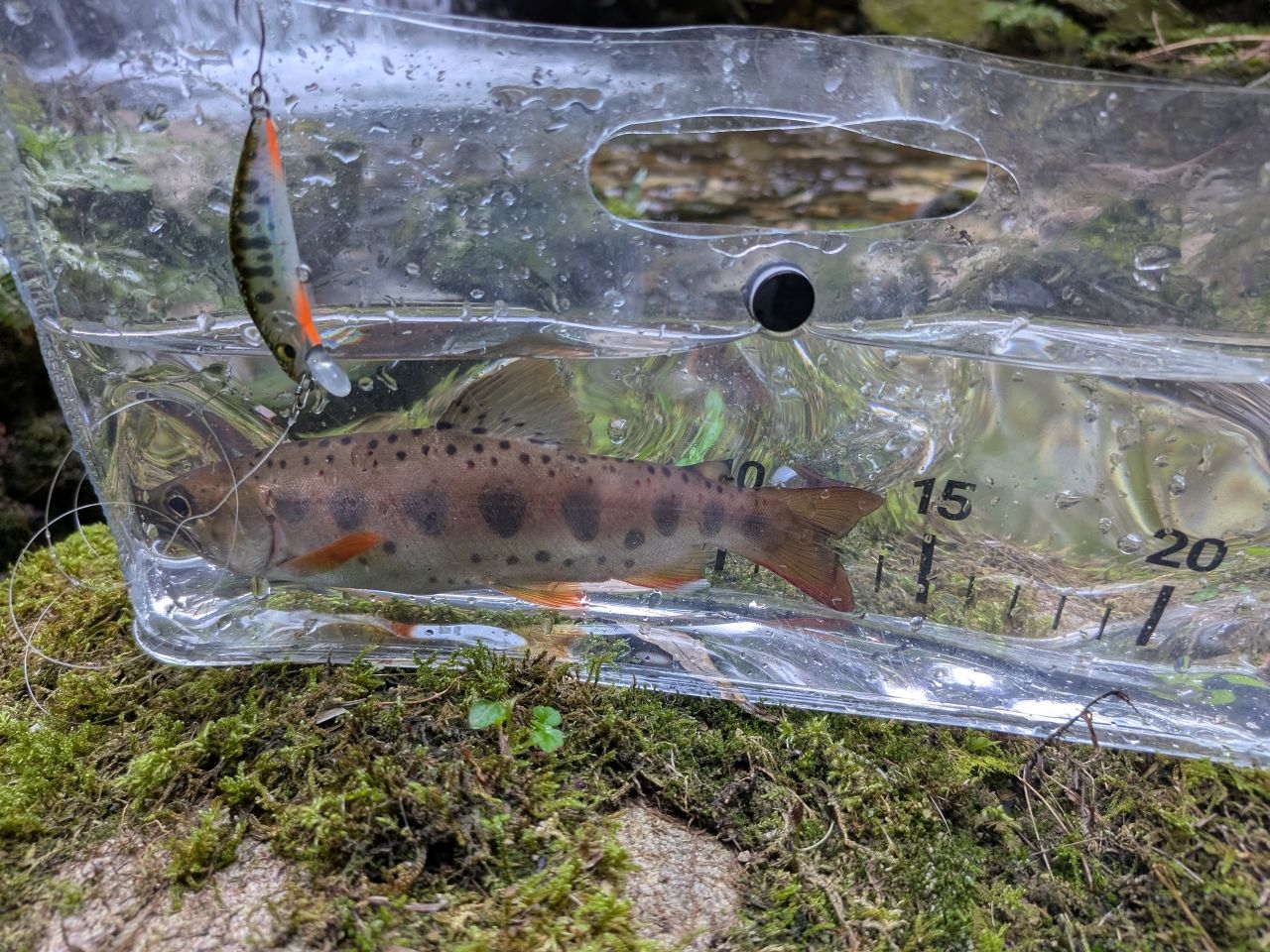 AbuGarcia トラウティン マーキス ナノ TMNC-485UL II TEの最安値