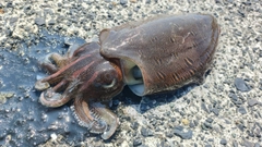 モンゴウイカの釣果
