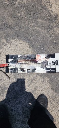 チヌの釣果