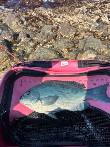 クチブトグレの釣果