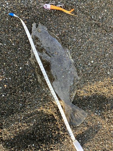 ヒラメの釣果