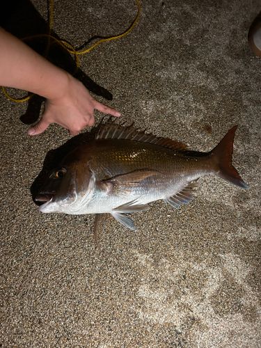 タイの釣果