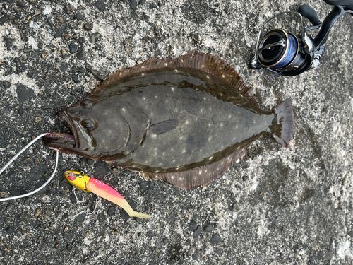 ヒラメの釣果