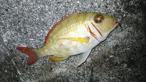 ニセクロホシフエダイの釣果