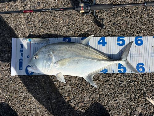 GTの釣果