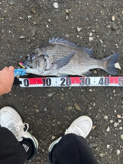 チヌの釣果