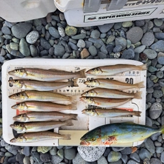 シロギスの釣果