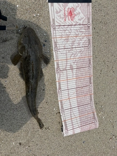 マゴチの釣果