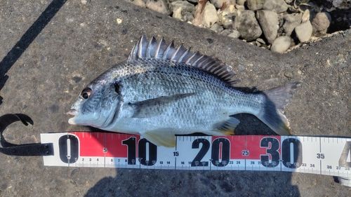 キビレの釣果