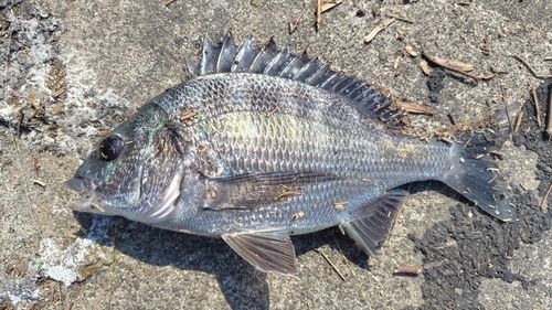 クロダイの釣果