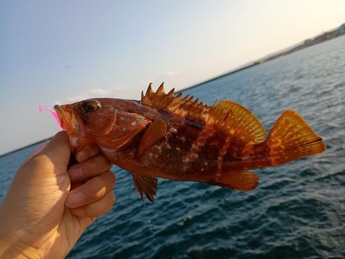 キジハタの釣果