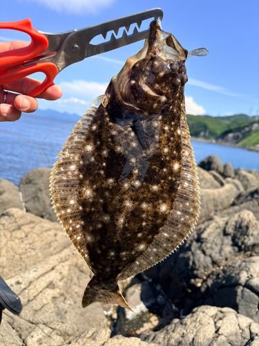 ヒラメの釣果