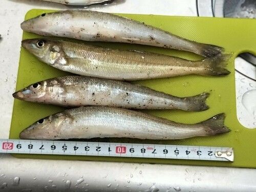 キスの釣果