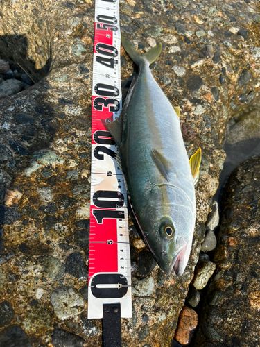 ツバイソの釣果