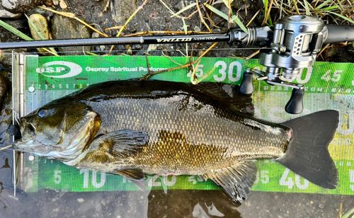 スモールマウスバスの釣果