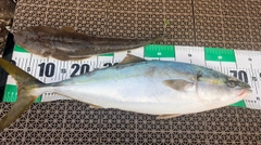 ワラサの釣果