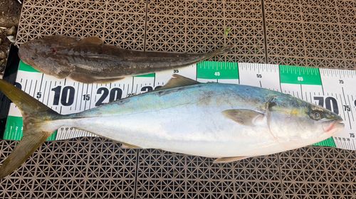ワラサの釣果