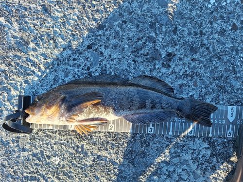 アイナメの釣果