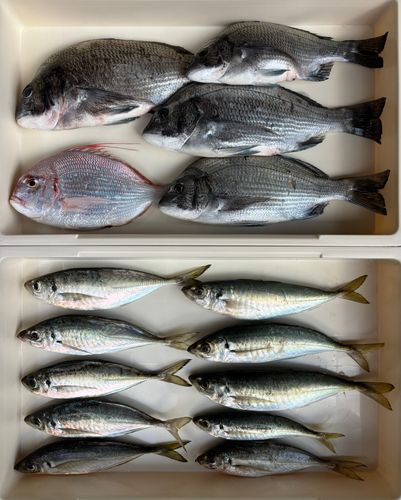 チヌの釣果