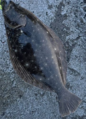 ヒラメの釣果