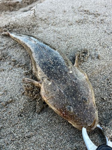 マゴチの釣果