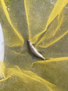 アユの釣果