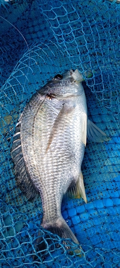 キビレの釣果