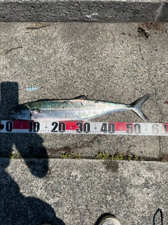 サゴシの釣果