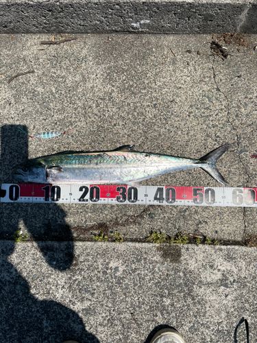 サゴシの釣果
