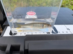 カワムツの釣果