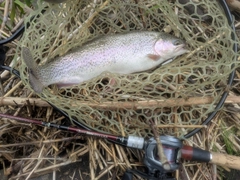 ニジマスの釣果