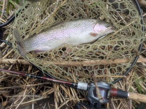 ニジマスの釣果