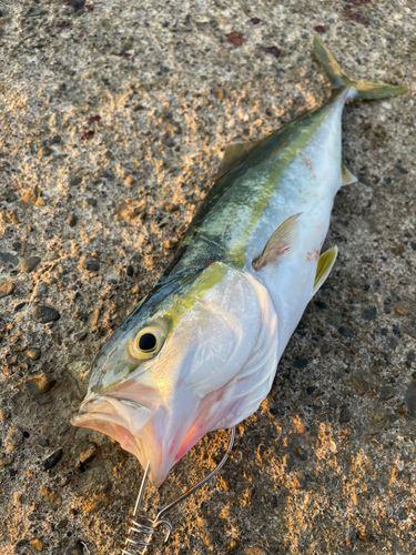 イナダの釣果
