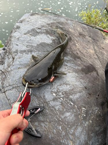 ニホンナマズの釣果