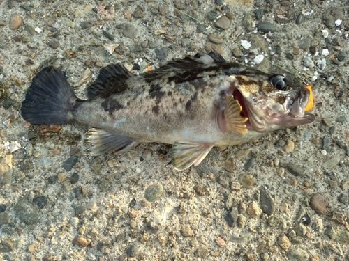 クロソイの釣果