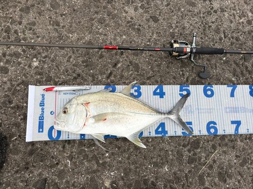 GTの釣果