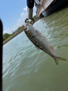 コノシロの釣果