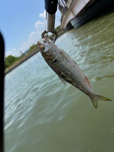 コノシロの釣果