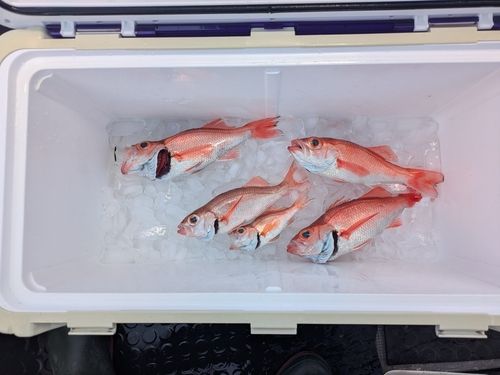 アカムツの釣果