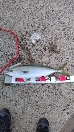 ワラサの釣果